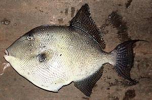 Balistes capriscus