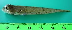 Callionymus maculatus