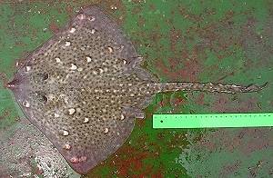 Raja clavata