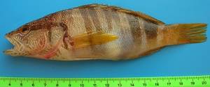 Serranus scriba